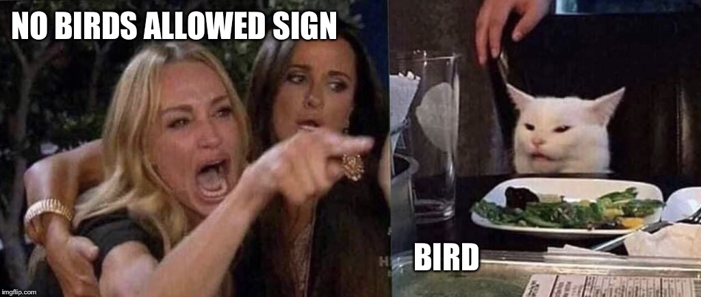 NO BIRDS ALLOWED SIGN BIRD | image tagged in woman yelling at cat | made w/ Imgflip meme maker