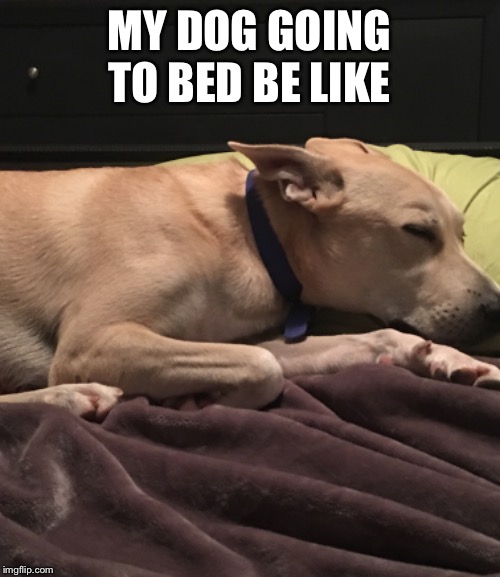 MY DOG GOING TO BED BE LIKE | image tagged in dog,sleeping | made w/ Imgflip meme maker