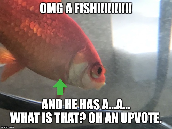 Fish | OMG A FISH!!!!!!!!!! AND HE HAS A...A... WHAT IS THAT? OH AN UPVOTE. | image tagged in fish,lol,goldfish | made w/ Imgflip meme maker