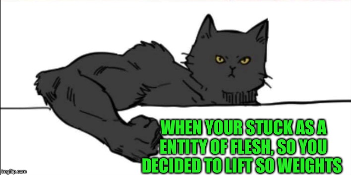 Buff cat | WHEN YOUR STUCK AS A ENTITY OF FLESH, SO YOU DECIDED TO LIFT SO WEIGHTS | image tagged in buff cat | made w/ Imgflip meme maker