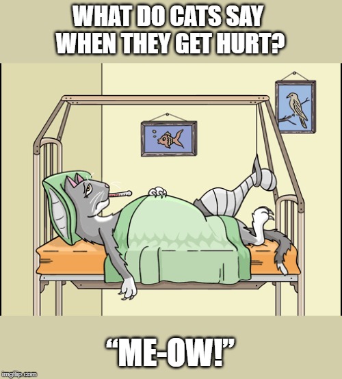 Me-ow | WHAT DO CATS SAY 
WHEN THEY GET HURT? “ME-OW!” | image tagged in cat | made w/ Imgflip meme maker