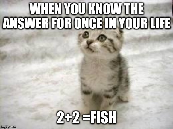 Sad Cat | WHEN YOU KNOW THE ANSWER FOR ONCE IN YOUR LIFE; 2+2 =FISH | image tagged in memes,sad cat | made w/ Imgflip meme maker