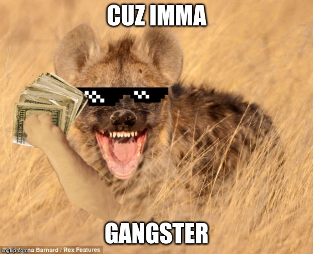 Hyena Gansters | CUZ IMMA; GANGSTER | image tagged in funny meme | made w/ Imgflip meme maker