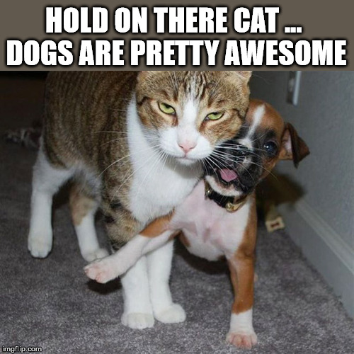 HOLD ON THERE CAT ... 
DOGS ARE PRETTY AWESOME | image tagged in cats | made w/ Imgflip meme maker