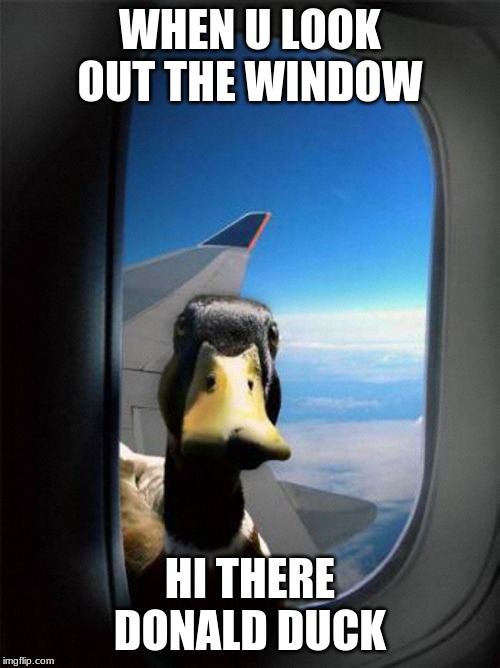 Airplane Duck |  WHEN U LOOK OUT THE WINDOW; HI THERE DONALD DUCK | image tagged in airplane duck | made w/ Imgflip meme maker