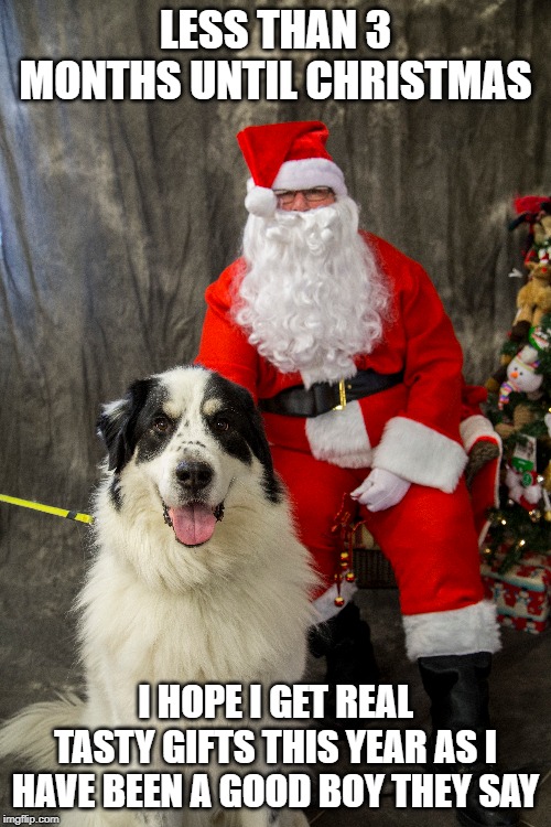 LESS THAN 3 MONTHS UNTIL CHRISTMAS; I HOPE I GET REAL TASTY GIFTS THIS YEAR AS I HAVE BEEN A GOOD BOY THEY SAY | image tagged in christmas,funny dogs | made w/ Imgflip meme maker