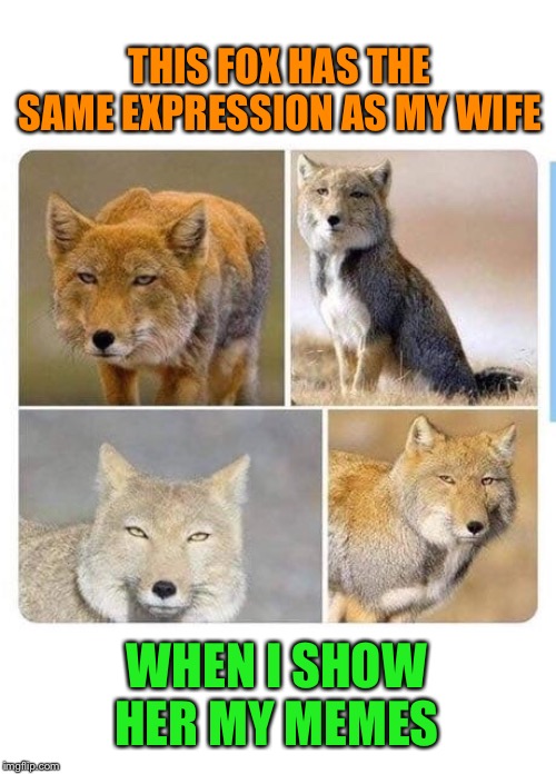 Fox is tired of my shit... |  THIS FOX HAS THE SAME EXPRESSION AS MY WIFE; WHEN I SHOW HER MY MEMES | image tagged in fox,facial expressions,funny memes | made w/ Imgflip meme maker