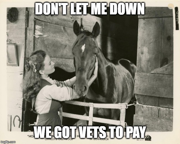 Vets to pay | DON'T LET ME DOWN; WE GOT VETS TO PAY | image tagged in horses | made w/ Imgflip meme maker