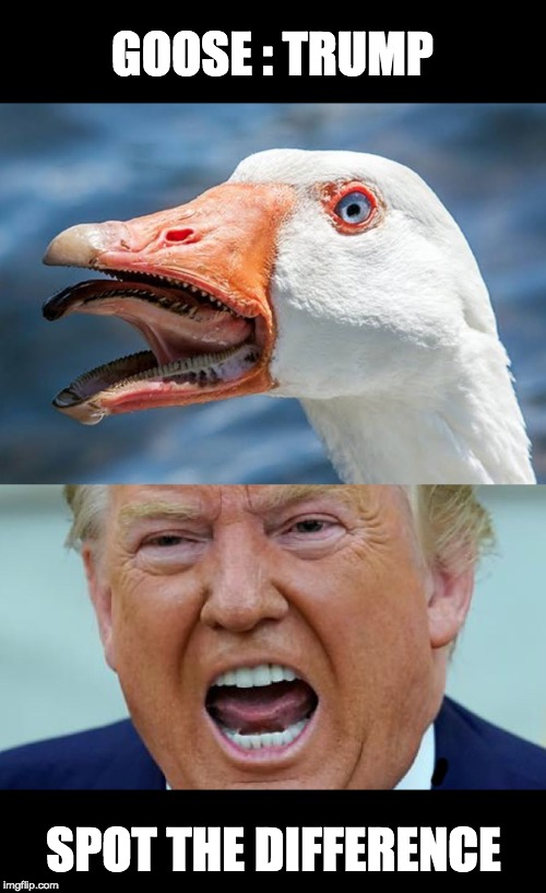 Goose Trump | GOOSE : TRUMP; SPOT THE DIFFERENCE | image tagged in goose,donald trump,trump,spot the difference,orange | made w/ Imgflip meme maker
