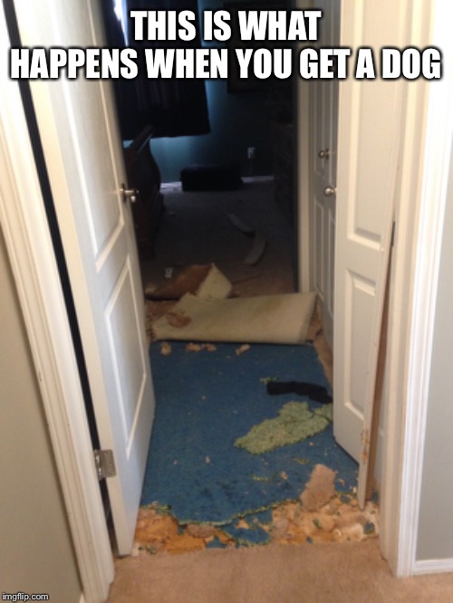 Just came home to this... | THIS IS WHAT HAPPENS WHEN YOU GET A DOG | image tagged in dogs,memes,damage | made w/ Imgflip meme maker