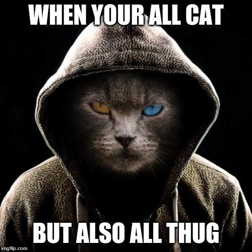 thug cat | WHEN YOUR ALL CAT; BUT ALSO ALL THUG | image tagged in thug cat | made w/ Imgflip meme maker