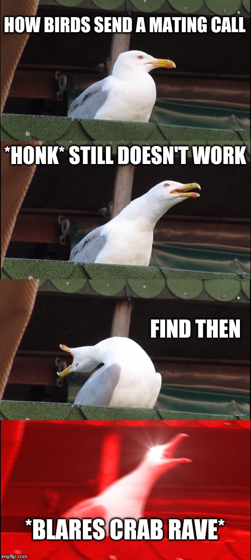 Inhaling Seagull | HOW BIRDS SEND A MATING CALL; *HONK* STILL DOESN'T WORK; FIND THEN; *BLARES CRAB RAVE* | image tagged in memes,inhaling seagull | made w/ Imgflip meme maker