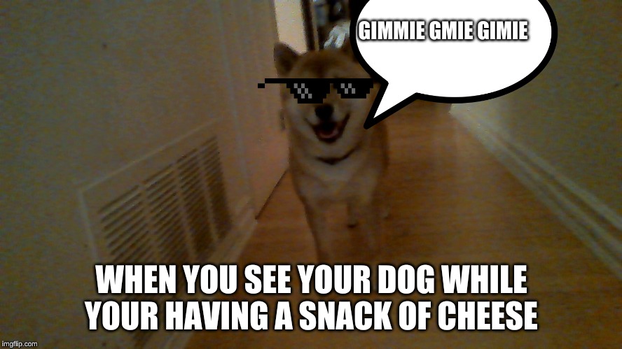 hungry dog | GIMMIE GMIE GIMIE; WHEN YOU SEE YOUR DOG WHILE YOUR HAVING A SNACK OF CHEESE | image tagged in hungry dog,cheese | made w/ Imgflip meme maker