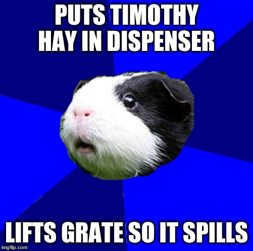 ScumBag GuineaPig | PUTS TIMOTHY HAY IN DISPENSER; LIFTS GRATE SO IT SPILLS | image tagged in scumbag,guinea pig | made w/ Imgflip meme maker