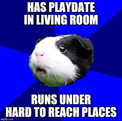 ScumBag GuineaPig | HAS PLAYDATE IN LIVING ROOM; RUNS UNDER HARD TO REACH PLACES | image tagged in scumbag guinea pig | made w/ Imgflip meme maker