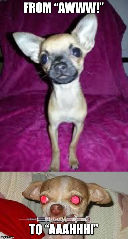 Chihuahua | FROM “AWWW!”; TO “AAAHHH!” | image tagged in aww,nope,evil | made w/ Imgflip meme maker