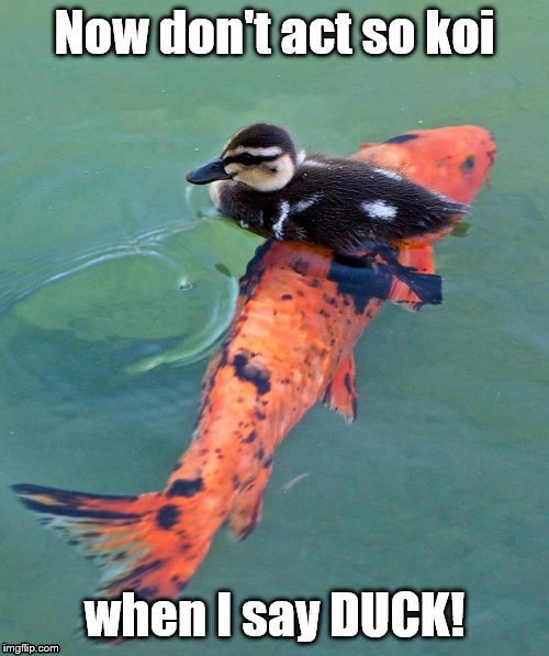 what the fish? | Now don't act so koi; when I say DUCK! | image tagged in duck,what the fish,koi | made w/ Imgflip meme maker
