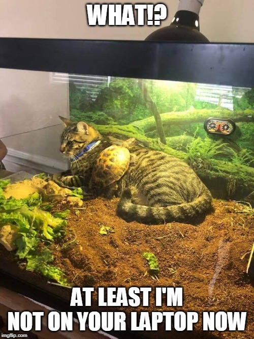 WHERES MY HEATLAMP | WHAT!? AT LEAST I'M NOT ON YOUR LAPTOP NOW | image tagged in cats,turtle | made w/ Imgflip meme maker