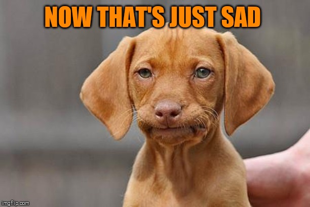 Dissapointed puppy | NOW THAT'S JUST SAD | image tagged in dissapointed puppy | made w/ Imgflip meme maker
