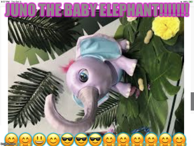 Juno the Baby Elephant!! | JUNO THE BABY ELEPHANT!!!!!!! 🤗🤗😃😊😎😎😎🤗🤗🤗🤗🤗🤗 | image tagged in juno the baby elephant | made w/ Imgflip meme maker