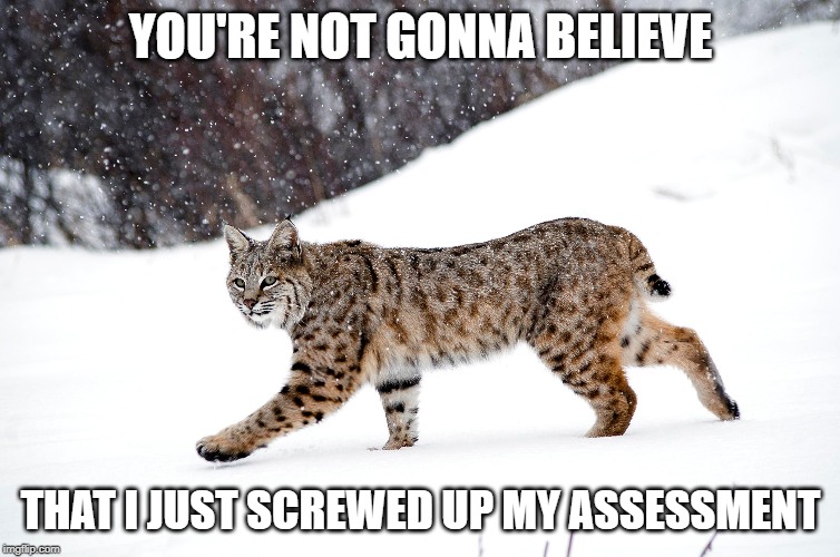 I just screwed up my assessment | YOU'RE NOT GONNA BELIEVE; THAT I JUST SCREWED UP MY ASSESSMENT | image tagged in memes,animals | made w/ Imgflip meme maker