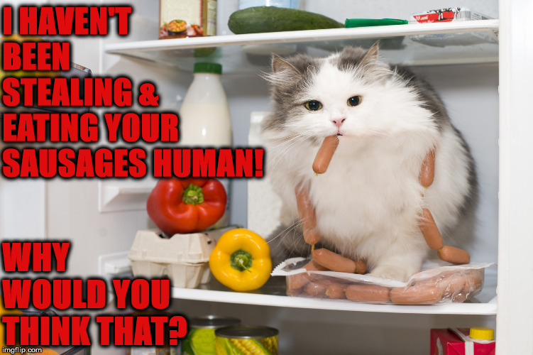 IM NOT STEALING | I HAVEN'T BEEN STEALING & EATING YOUR SAUSAGES HUMAN! WHY WOULD YOU THINK THAT? | image tagged in im not stealing | made w/ Imgflip meme maker