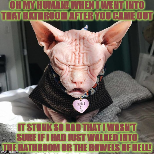 OH MY HUMAN | OH MY HUMAN! WHEN I WENT INTO THAT BATHROOM AFTER YOU CAME OUT; IT STUNK SO BAD THAT I WASN'T SURE IF I HAD JUST WALKED INTO THE BATHROOM OR THE BOWELS OF HELL! | image tagged in oh my human | made w/ Imgflip meme maker