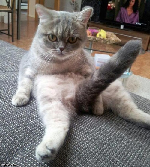 Sexy Cat | image tagged in memes,sexy cat | made w/ Imgflip meme maker