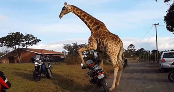 Giraffe Motorcycle Blank Meme Template
