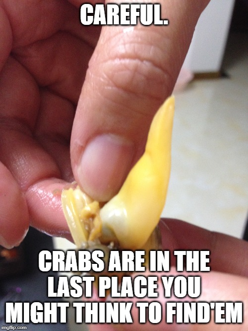 Crabs! | CAREFUL. CRABS ARE IN THE LAST PLACE YOU MIGHT THINK TO FIND'EM | image tagged in crabs | made w/ Imgflip meme maker