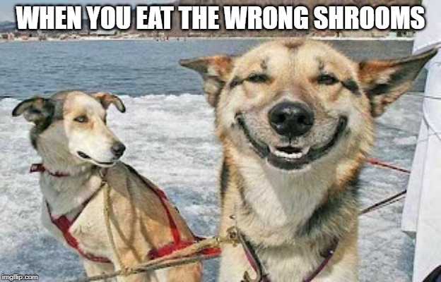 Original Stoner Dog Meme | WHEN YOU EAT THE WRONG SHROOMS | image tagged in memes,original stoner dog | made w/ Imgflip meme maker