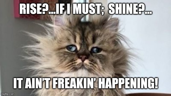 wake up cat | RISE?…IF I MUST;  SHINE?…; IT AIN’T FREAKIN’ HAPPENING! | image tagged in wake up cat | made w/ Imgflip meme maker