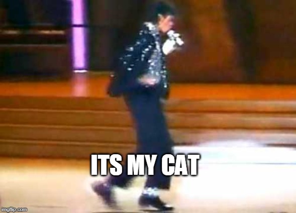 ITS MY CAT | image tagged in let me moonwalk my ass off this post | made w/ Imgflip meme maker