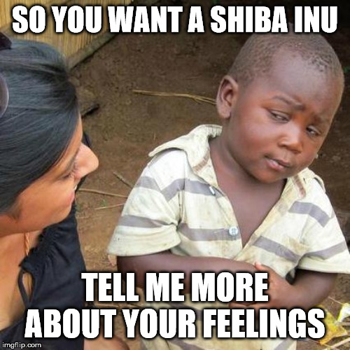 Third World Skeptical Kid Meme | SO YOU WANT A SHIBA INU; TELL ME MORE ABOUT YOUR FEELINGS | image tagged in memes,third world skeptical kid | made w/ Imgflip meme maker