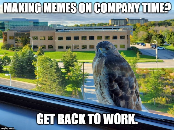 Hawkboss | MAKING MEMES ON COMPANY TIME? GET BACK TO WORK. | image tagged in hawkboss | made w/ Imgflip meme maker