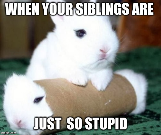 WHEN YOUR SIBLINGS ARE; JUST  SO STUPID | image tagged in funny | made w/ Imgflip meme maker