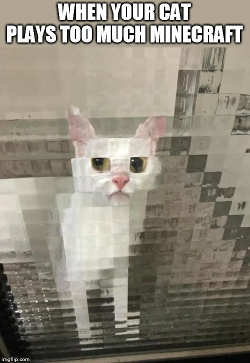 WHEN YOUR CAT PLAYS TOO MUCH MINECRAFT | image tagged in cat,minecraft,pixel | made w/ Imgflip meme maker