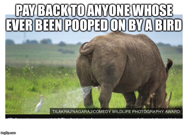 Take that, vile creature! | PAY BACK TO ANYONE WHOSE EVER BEEN POOPED ON BY A BIRD | image tagged in funny animals,animals,isaac_laugh,funny,memes | made w/ Imgflip meme maker