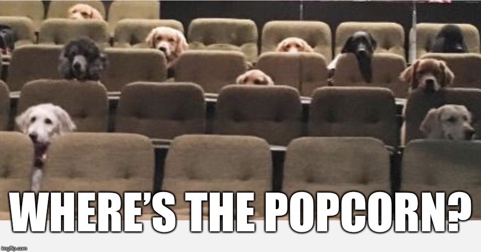 Dogs at the movies | WHERE’S THE POPCORN? | image tagged in dogs at the movies | made w/ Imgflip meme maker