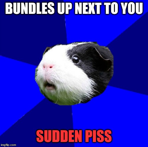 ScumBag GuineaPig | BUNDLES UP NEXT TO YOU; SUDDEN PISS | image tagged in scumbag,guinea pig | made w/ Imgflip meme maker