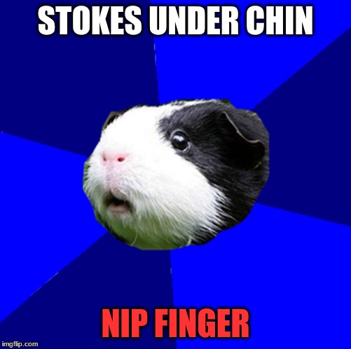ScumBag Guinea Pig | STOKES UNDER CHIN; NIP FINGER | image tagged in scumbag,guinea pig | made w/ Imgflip meme maker