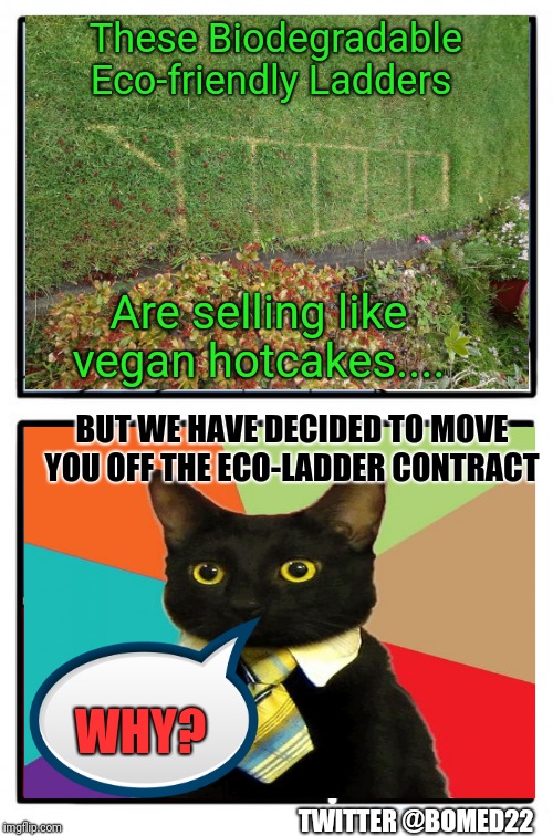 Black Cat Selling Eco-Ladders | These Biodegradable Eco-friendly Ladders; Are selling like vegan hotcakes.... BUT WE HAVE DECIDED TO MOVE YOU OFF THE ECO-LADDER CONTRACT; WHY? TWITTER @BOMED22 | image tagged in memes,two buttons,business cat,ladder,bad luck brian,superstition | made w/ Imgflip meme maker