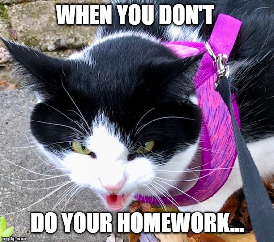 WHEN YOU DON'T; DO YOUR HOMEWORK... | image tagged in cats,funny homework | made w/ Imgflip meme maker