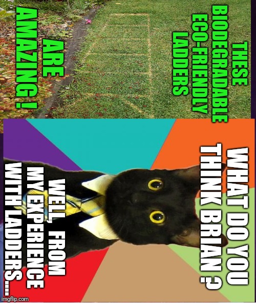 Black Cat selling Eco-LaddersTwitter @BOMED22 | THESE BIODEGRADABLE ECO-FRIENDLY LADDERS; ARE AMAZING ! WHAT DO YOU THINK BRIAN ? WELL,  FROM MY EXPERIENCE  WITH LADDERS.... | image tagged in bad luck brian,black cat,ladder,fails,marketing,good advice | made w/ Imgflip meme maker