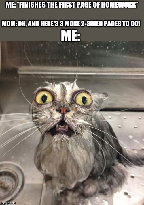 Intense Cat | ME: *FINISHES THE FIRST PAGE OF HOMEWORK*; MOM: OH, AND HERE'S 3 MORE 2-SIDED PAGES TO DO! ME: | image tagged in intense cat | made w/ Imgflip meme maker