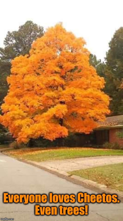 Everyone loves Cheetos.
Even trees! | made w/ Imgflip meme maker