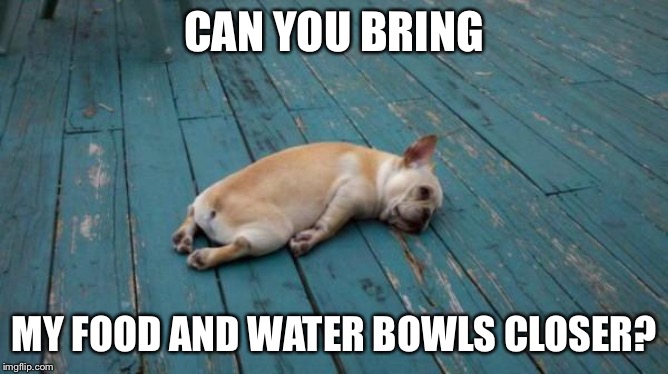 tired dog | CAN YOU BRING MY FOOD AND WATER BOWLS CLOSER? | image tagged in tired dog | made w/ Imgflip meme maker