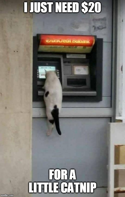 CAT ATM | I JUST NEED $20; FOR A LITTLE CATNIP | image tagged in cats,funny cats | made w/ Imgflip meme maker