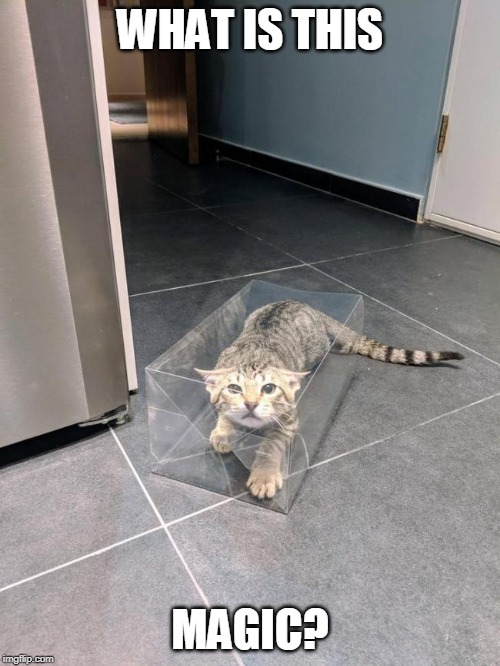 CLEAR BAG? | WHAT IS THIS; MAGIC? | image tagged in funny cats,cats | made w/ Imgflip meme maker