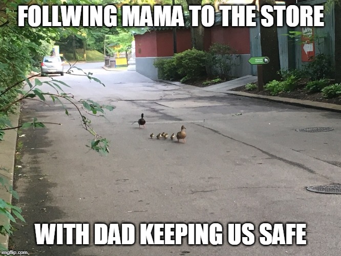 OUT FOR A WALK | FOLLWING MAMA TO THE STORE; WITH DAD KEEPING US SAFE | image tagged in duck,ducks | made w/ Imgflip meme maker